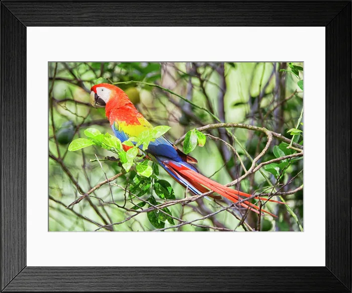 Framed Print : Scarlet Macaw (Ara macao) perching on a tree, Corcovado National Park, Osa Peninsula, Costa Rica Framed Print : Scarlet Macaw (Ara macao) perching on a tree, Corcovado National Park, Osa Peninsula, Costa Rica