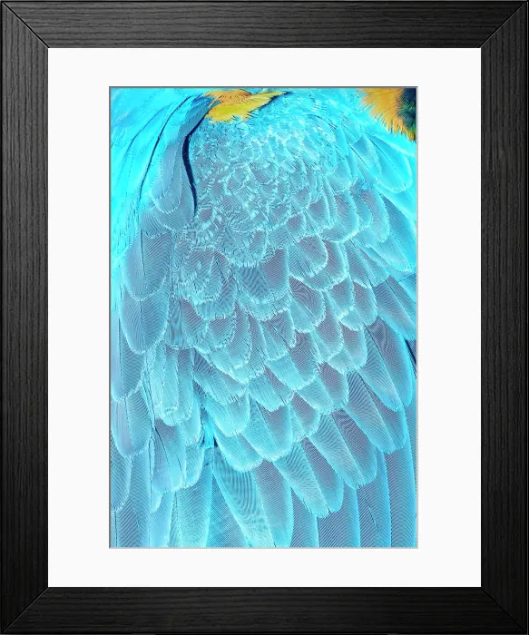 Framed Print : Feathers of a blue and gold macaw (Ara ararauna), Costa Rica, Central America Framed Print : Feathers of a blue and gold macaw (Ara ararauna), Costa Rica, Central America