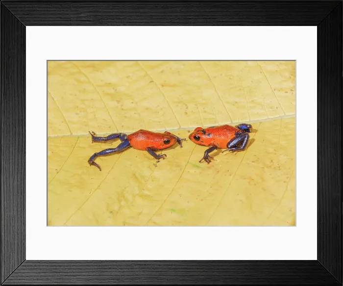 Framed Print : Blue jeans dart frogs (Dendrobates pumilio) on a leaf, Costa Rica, Central America Framed Print : Blue jeans dart frogs (Dendrobates pumilio) on a leaf, Costa Rica, Central America