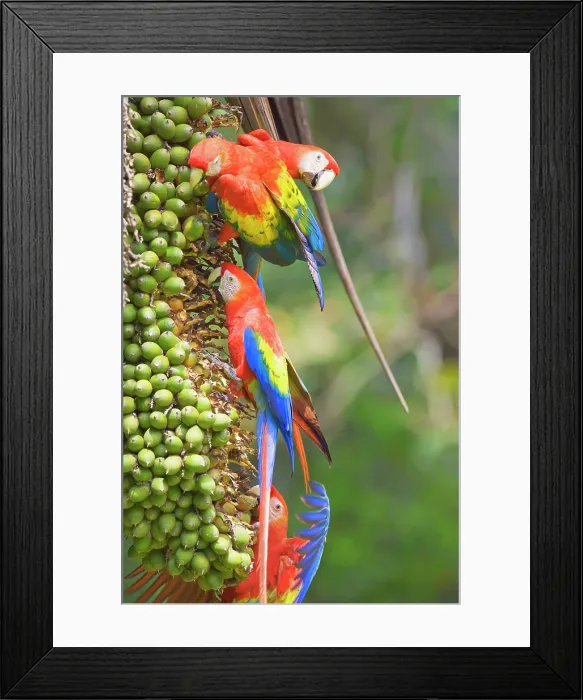 Framed Print : Scarlet Macaws (Ara macao) perching on a tree, Corcovado National Park, Osa Peninsula, Costa Rica Framed Print : Scarlet Macaws (Ara macao) perching on a tree, Corcovado National Park, Osa Peninsula, Costa Rica
