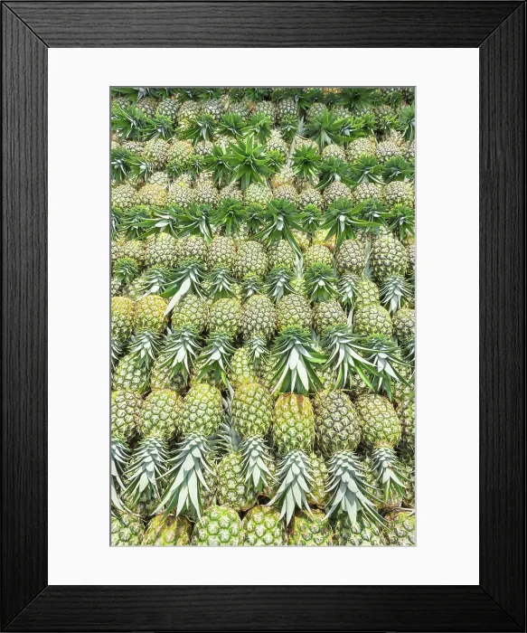 Framed Print : Harvested organic pineapples, Costa Rica, Central America Framed Print : Harvested organic pineapples, Costa Rica, Central America
