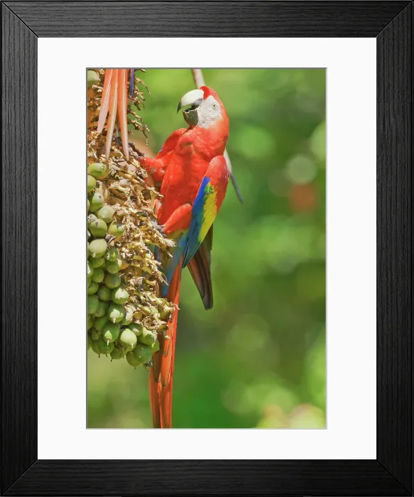 Framed Print : Scarlet Macaw (Ara macao) perching on a tree, Corcovado National Park, Osa Peninsula, Costa Rica Framed Print : Scarlet Macaw (Ara macao) perching on a tree, Corcovado National Park, Osa Peninsula, Costa Rica