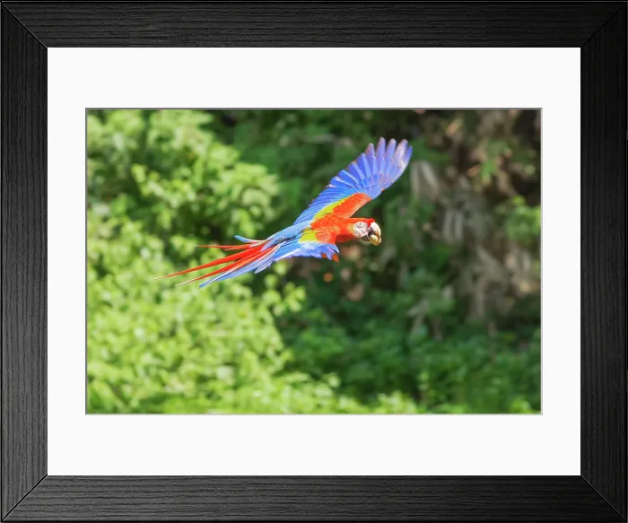 Framed Print : Scarlet Macaw (Ara macao) in flight, Corcovado National Park, Osa Peninsula, Costa Rica