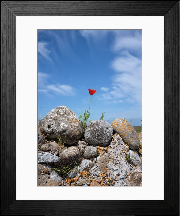 Framed Print : Dry stone wall with flowering poppy in front of dramatic sky on the island of Lindisfarne, United Kingdom Framed Print : Dry stone wall with flowering poppy in front of dramatic sky on the island of Lindisfarne, United Kingdom