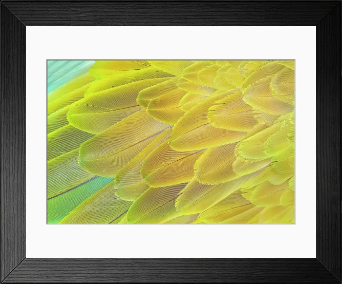 Framed Print : Military macaw (Ara militaris) feathers, close-up, Costa Rica, Central America Framed Print : Military macaw (Ara militaris) feathers, close-up, Costa Rica, Central America