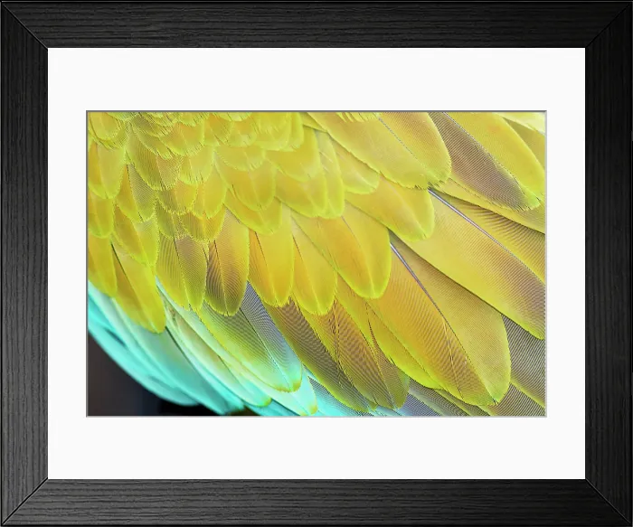 Framed Print : Military macaw (Ara militaris) feathers, close-up, Costa Rica, Central America Framed Print : Military macaw (Ara militaris) feathers, close-up, Costa Rica, Central America