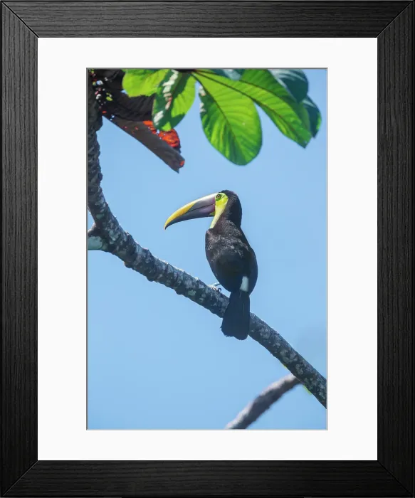 Framed Print : Chestnut-mandibled Toucan (Ramphastos swainsonii) perching on a tree, Corcovado National Park, Osa Peninsula, Costa Rica