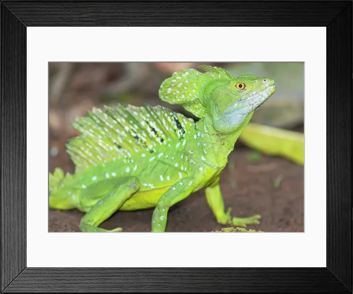Framed Print : Plumed Basilisk (Basiliscus plumifrons) walking in rainforest, Costa Rica, Central America Framed Print : Plumed Basilisk (Basiliscus plumifrons) walking in rainforest, Costa Rica, Central America