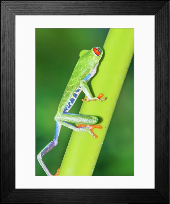 Framed Print : Red eyed tree frog (Agalychins callydrias) climbing green stem, Sarapiqui, Costa Rica Framed Print : Red eyed tree frog (Agalychins callydrias) climbing green stem, Sarapiqui, Costa Rica