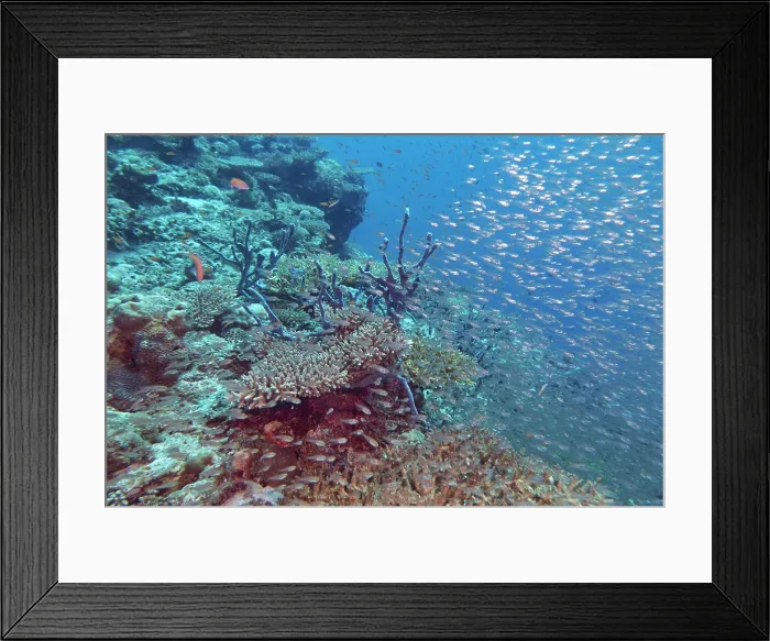 Framed Print : A shoal of small fish swimming over Acropora species hard corals, on a coral reef in Gaafu Dhaalu atoll, Maldives Framed Print : A shoal of small fish swimming over Acropora species hard corals, on a coral reef in Gaafu Dhaalu atoll, Maldives