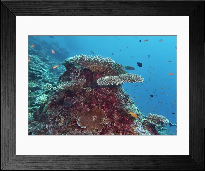 Framed Print : A mix of Acropora species scleractinic hard corals growing on a coral reef in Gaafu Dhaalu atoll, Maldives Framed Print : A mix of Acropora species scleractinic hard corals growing on a coral reef in Gaafu Dhaalu atoll, Maldives