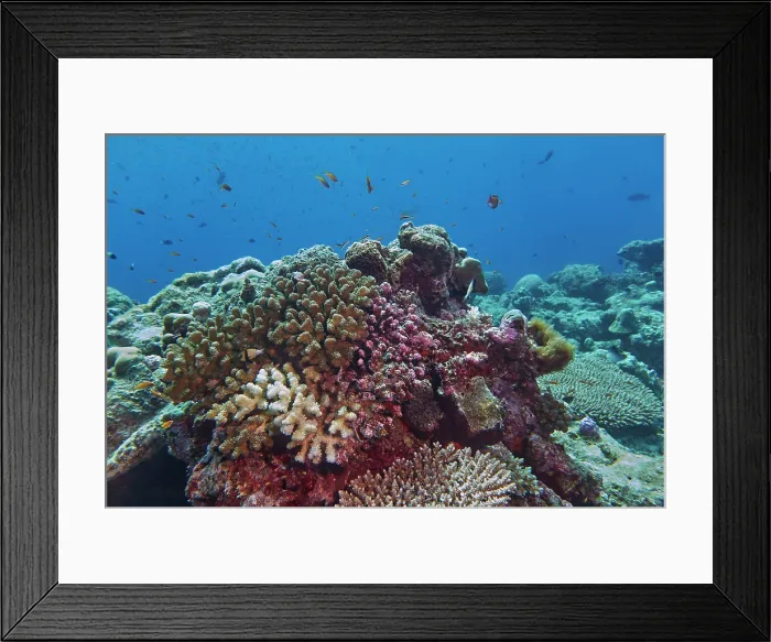 Framed Print : Acropora species scleractinic hard corals, showing some bleaching, growing on a coral reef in Gaafu Dhaalu atoll, Maldives Framed Print : Acropora species scleractinic hard corals, showing some bleaching, growing on a coral reef in Gaafu Dhaalu atoll, Maldives