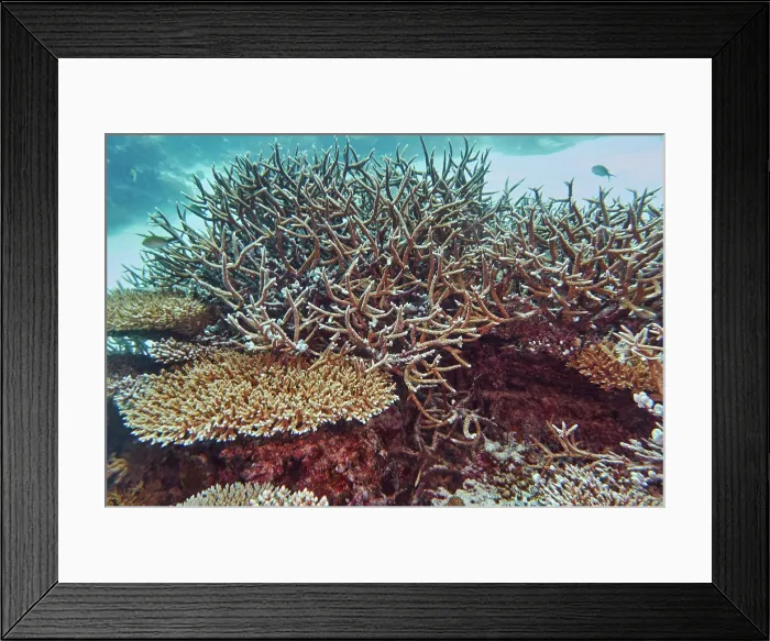 Framed Print : A mixture of Acropora species scleractinic hard corals, growing on a coral reef in Gaafu Dhaalu atoll, Maldives Framed Print : A mixture of Acropora species scleractinic hard corals, growing on a coral reef in Gaafu Dhaalu atoll, Maldives