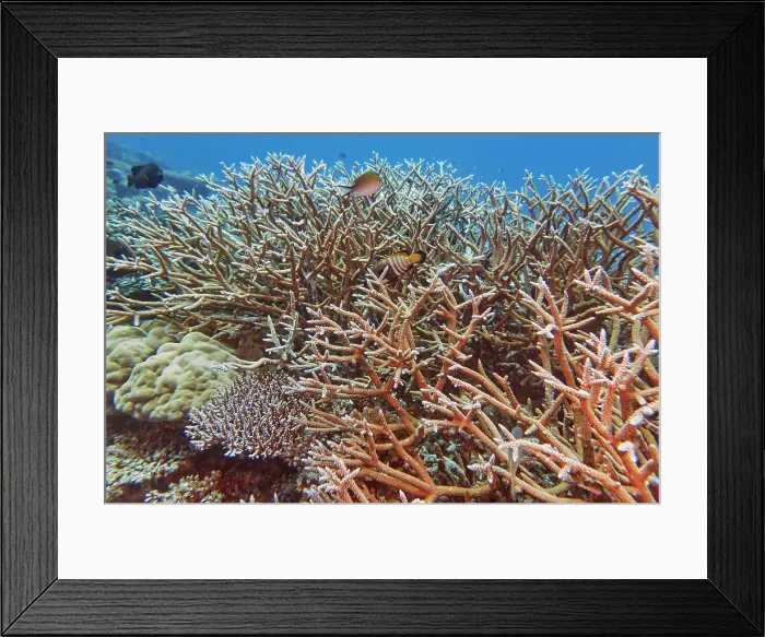 Framed Print : Staghorn scleractinic hard corals (Acropora species), on a coral reef in Gaafu Dhaalu atoll, Maldives Framed Print : Staghorn scleractinic hard corals (Acropora species), on a coral reef in Gaafu Dhaalu atoll, Maldives