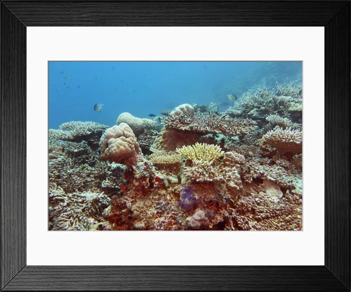 Framed Print : A mixture of Acropora species scleractinic hard corals, on a coral reef in Gaafu Dhaalu atoll, Maldives Framed Print : A mixture of Acropora species scleractinic hard corals, on a coral reef in Gaafu Dhaalu atoll, Maldives