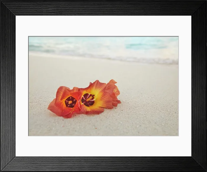 Framed Print : Flowers of the Sea Hibiscus (Hibiscus tiliaceus) on the beach on Havodda Island, Gaafu Dhaalu atoll, Maldives Framed Print : Flowers of the Sea Hibiscus (Hibiscus tiliaceus) on the beach on Havodda Island, Gaafu Dhaalu atoll, Maldives