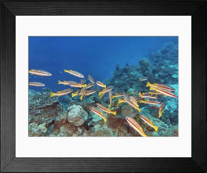 Framed Print : Two-Spot Banded Snappers (Lutjanus biguttatus) on a coral reef in Gaafu Dhaalu atoll, Maldives
