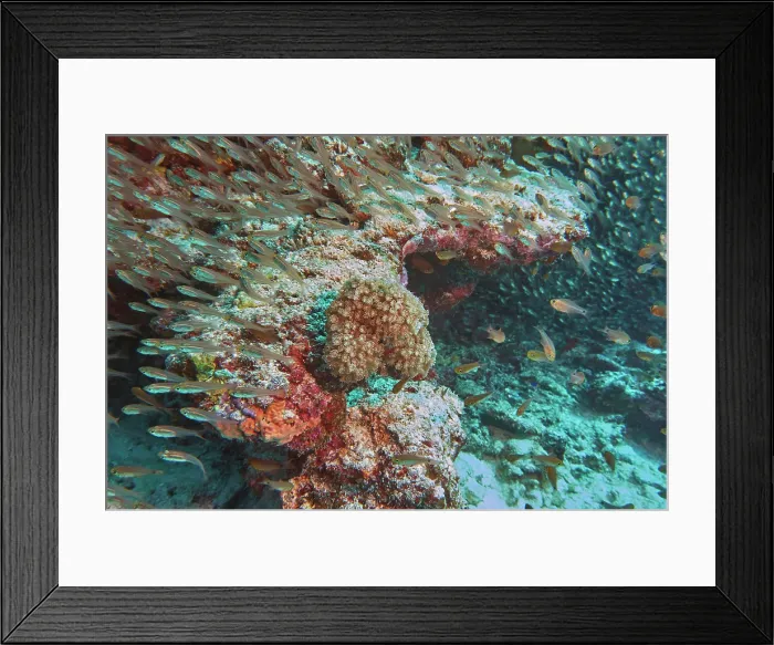 Framed Print : A shoal of tiny fish swimming over a coral reef in the Gaafu Dhaalu atoll, Maldives Framed Print : A shoal of tiny fish swimming over a coral reef in the Gaafu Dhaalu atoll, Maldives