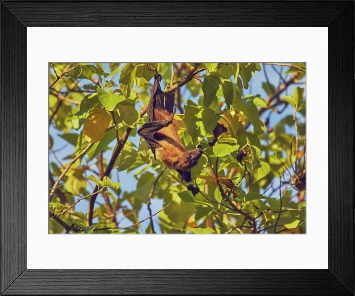 Framed Print : An Indian Flying Fox (Pteropus medius) feeding in a tree on Havodda Island, Gaafu Dhaalu atoll, Maldives Framed Print : An Indian Flying Fox (Pteropus medius) feeding in a tree on Havodda Island, Gaafu Dhaalu atoll, Maldives