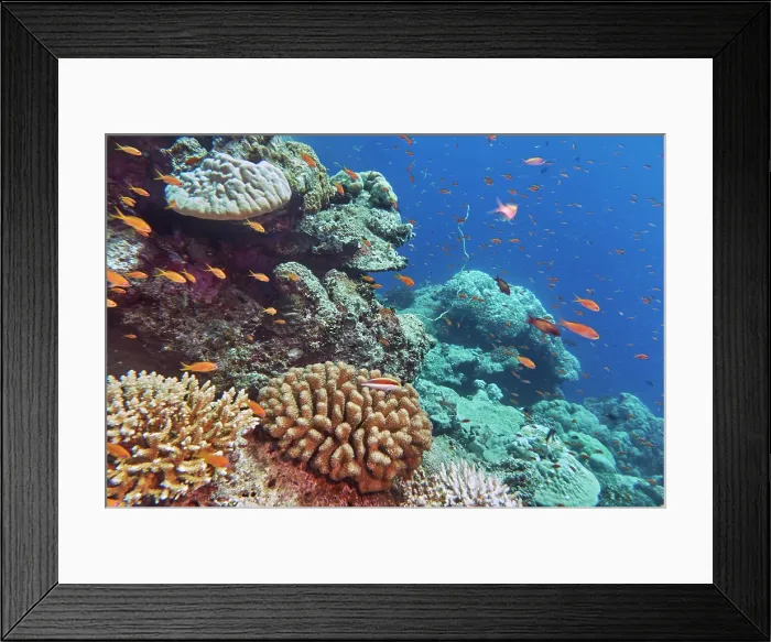 Framed Print : A mix of hard corals, with a Pocillopora species coral in the centre, growing on a coral reef in Gaafu Dhaalu atoll, Maldives