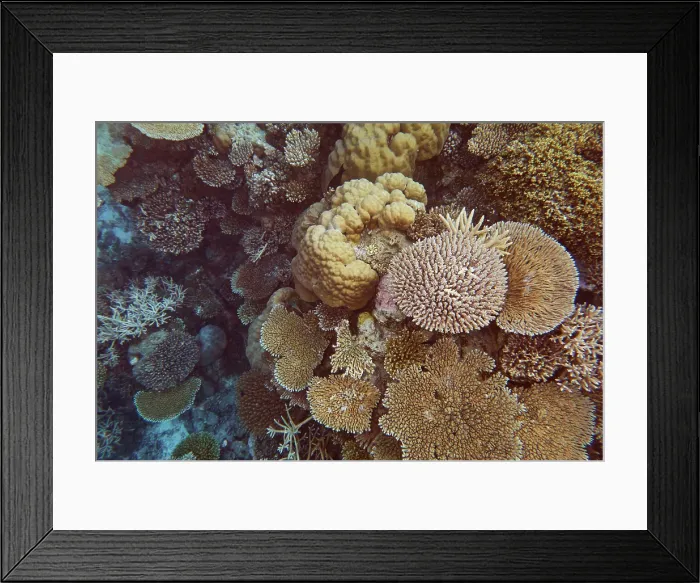 Framed Print : A mixture of scleractinic hard corals on a coral reef in Gaafu Dhaalu atoll, Maldives Framed Print : A mixture of scleractinic hard corals on a coral reef in Gaafu Dhaalu atoll, Maldives