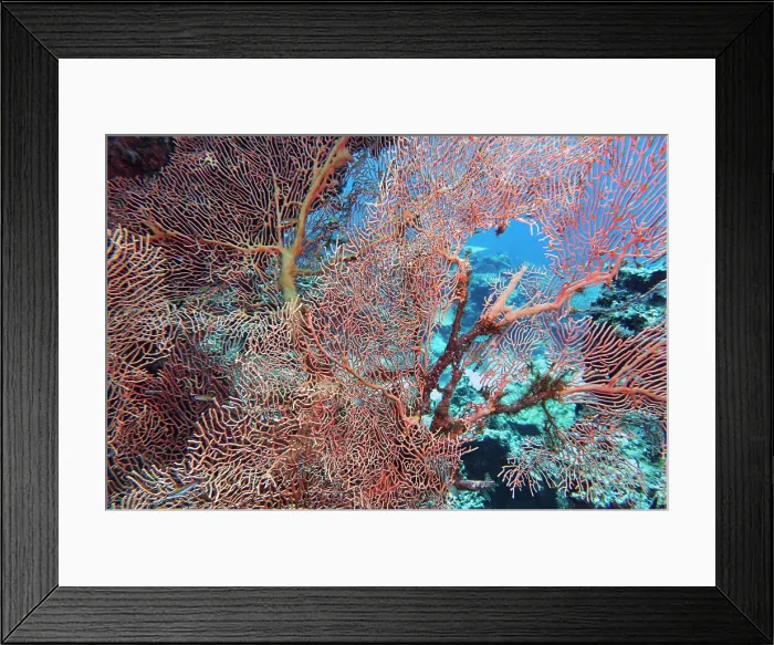 Framed Print : A huge Echinogorgia species sea fan, more than two metres across, on a coral reef in Gaafu Dhaalu atoll, Maldives Framed Print : A huge Echinogorgia species sea fan, more than two metres across, on a coral reef in Gaafu Dhaalu atoll, Maldives