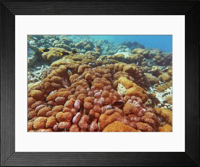 Framed Print : A bed of Sea Anemones and occasional hard corals, on a coral reef in Gaafu Dhaalu atoll, Maldives Framed Print : A bed of Sea Anemones and occasional hard corals, on a coral reef in Gaafu Dhaalu atoll, Maldives