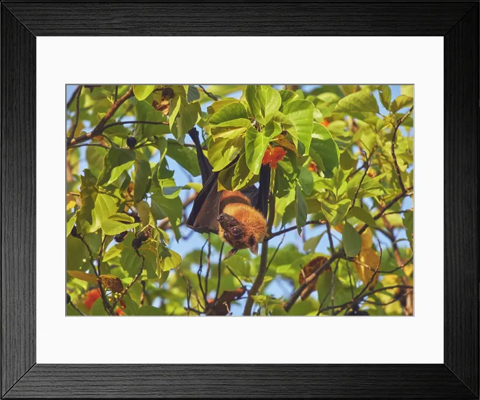 Framed Print : An Indian Flying Fox (Pteropus medius) feeding in a tree on Havodda Island, Gaafu Dhaalu atoll, Maldives Framed Print : An Indian Flying Fox (Pteropus medius) feeding in a tree on Havodda Island, Gaafu Dhaalu atoll, Maldives