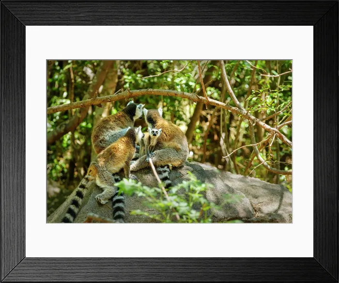 Framed Print : Ring-tailed lemurs (Lemur catta), Isalo National Park, Madagascar Framed Print : Ring-tailed lemurs (Lemur catta), Isalo National Park, Madagascar