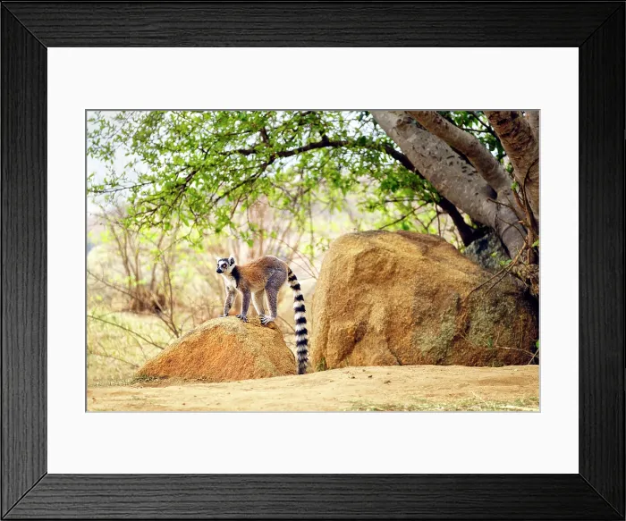 Framed Print : Ring-tailed lemurs (Lemur catta), Isalo National Park, Madagascar Framed Print : Ring-tailed lemurs (Lemur catta), Isalo National Park, Madagascar