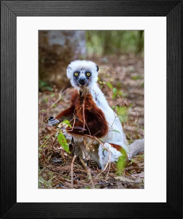 Framed Print : Sifaka lemur (Propithecus diadema), Andasibe Rainforest, Madagascar Framed Print : Sifaka lemur (Propithecus diadema), Andasibe Rainforest, Madagascar