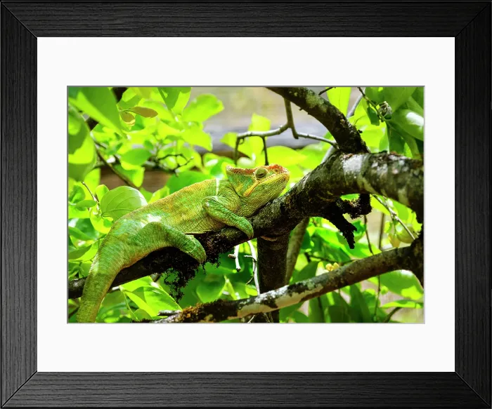 Framed Print : Coloured chameleons, Peyreras Private Reserve, Andasibe, Madagascar Framed Print : Coloured chameleons, Peyreras Private Reserve, Andasibe, Madagascar
