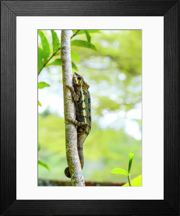 Framed Print : Coloured chameleons, Peyreras Private Reserve, Andasibe, Madagascar Framed Print : Coloured chameleons, Peyreras Private Reserve, Andasibe, Madagascar