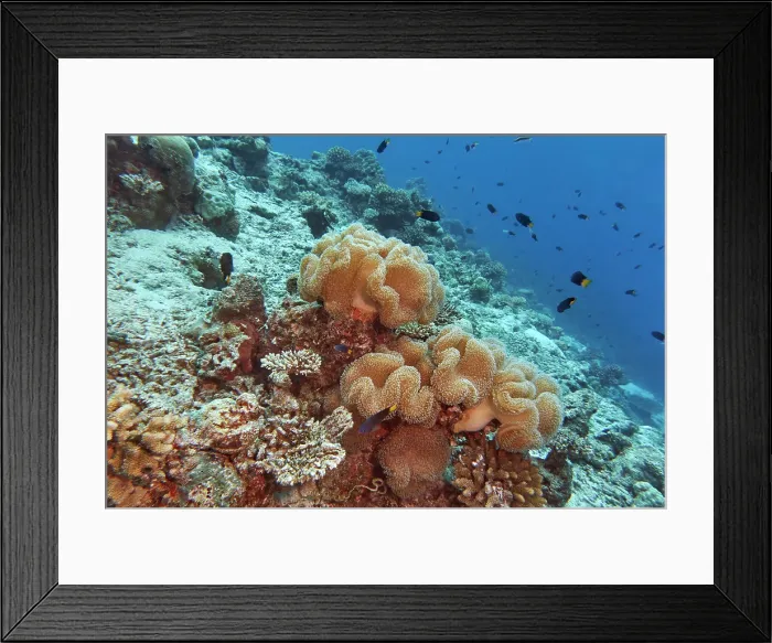 Framed Print : Mushroon Leather Coral (Sarcophyton species), a soft coral, growing on a coral reef in Gaafu Dhaalu atoll, Maldives Framed Print : Mushroon Leather Coral (Sarcophyton species), a soft coral, growing on a coral reef in Gaafu Dhaalu atoll, Maldives