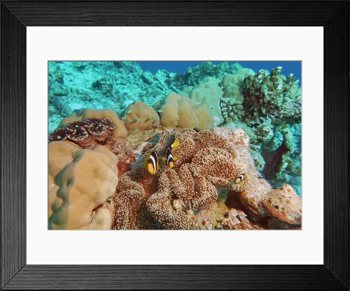 Framed Print : Clownfish (Amphiprion species) guarding their sea anemone home; on a coral reef in Gaafu Dhaalu atoll, Maldives Framed Print : Clownfish (Amphiprion species) guarding their sea anemone home; on a coral reef in Gaafu Dhaalu atoll, Maldives