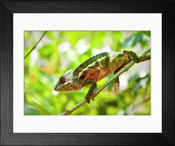 Framed Print : Coloured chameleons, Peyreras Private Reserve, Andasibe, Madagascar Framed Print : Coloured chameleons, Peyreras Private Reserve, Andasibe, Madagascar