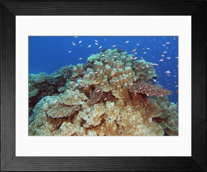 Framed Print : A mixture of scleractinic hard corals on a coral reef in Gaafu Dhaalu atoll, Maldives Framed Print : A mixture of scleractinic hard corals on a coral reef in Gaafu Dhaalu atoll, Maldives