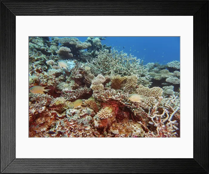 Framed Print : A mixture of Acropora species scleractinic hard corals, on a coral reef in Gaafu Dhaalu atoll, Maldives Framed Print : A mixture of Acropora species scleractinic hard corals, on a coral reef in Gaafu Dhaalu atoll, Maldives