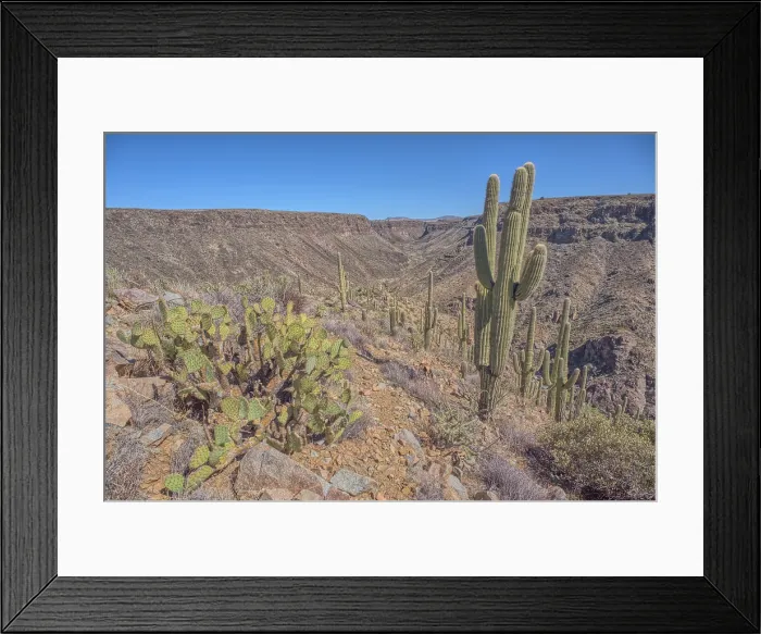 Framed Print : A Saguaro covered scenic ridge overlooking the Agua Fria River in the Agua Fria National Monument of Arizona, USA Framed Print : A Saguaro covered scenic ridge overlooking the Agua Fria River in the Agua Fria National Monument of Arizona, USA