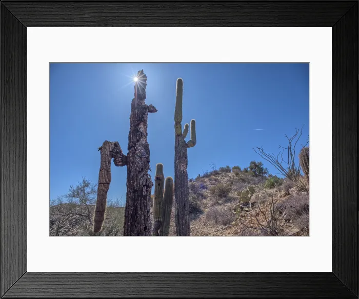 Framed Print : A Saguaro covered scenic ridge overlooking the Agua Fria River in the Agua Fria National Monument of Arizona, USA Framed Print : A Saguaro covered scenic ridge overlooking the Agua Fria River in the Agua Fria National Monument of Arizona, USA