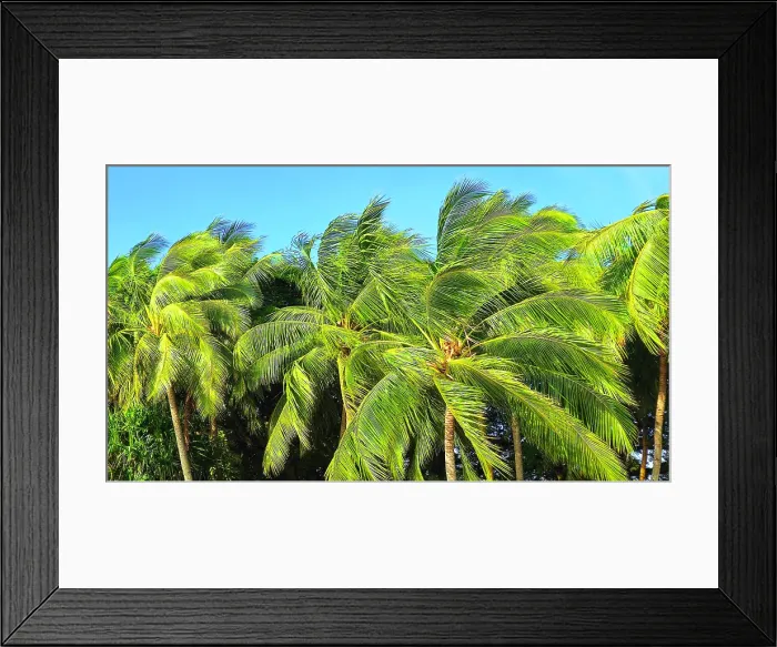 Framed Print : Palm trees, near Nadi, Viti Levu, Fiji, South Pacific Framed Print : Palm trees, near Nadi, Viti Levu, Fiji, South Pacific