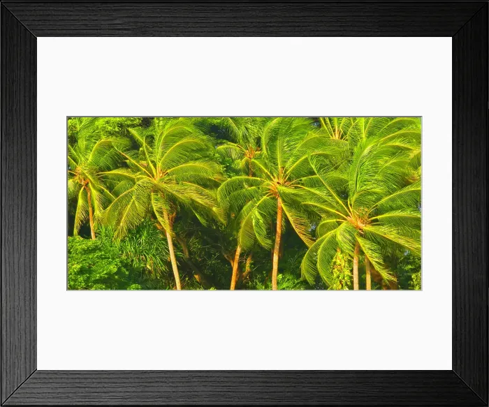 Framed Print : Palm trees, near Nadi, Viti Levu, Fiji, South Pacific Framed Print : Palm trees, near Nadi, Viti Levu, Fiji, South Pacific