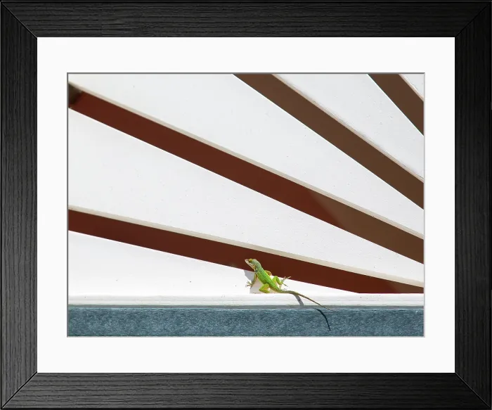 Framed Print : Antiguan Anole Lizard (Anolis Leachii), Bermuda, North Atlantic, North America Framed Print : Antiguan Anole Lizard (Anolis Leachii), Bermuda, North Atlantic, North America