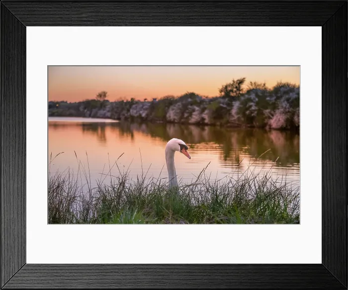 Framed Print : Mute Swan (Cygnus olor) at sunset on the River Cuckmere at Exceat, near Eastbourne, in the South Downs National Park, United Kingdom