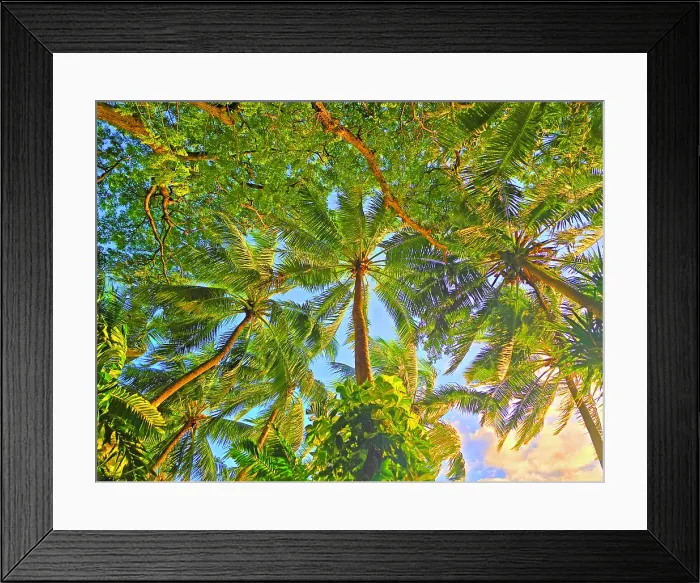 Framed Print : Palm trees, near Nadi, Viti Levu, Fiji, South Pacific Framed Print : Palm trees, near Nadi, Viti Levu, Fiji, South Pacific