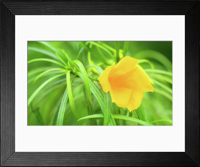 Framed Print : Tropical flower, Viti Levu, Fiji, South Pacific Framed Print : Tropical flower, Viti Levu, Fiji, South Pacific