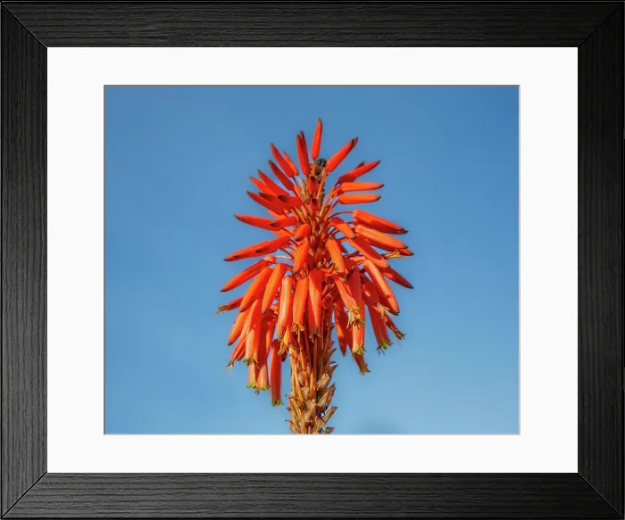 Framed Print : Candelabra aloe (Aloe arborescens) flower, Bermuda Framed Print : Candelabra aloe (Aloe arborescens) flower, Bermuda