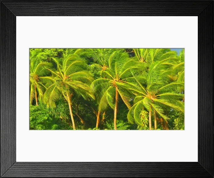 Framed Print : Palm trees, near Nadi, Viti Levu, Fiji, South Pacific Framed Print : Palm trees, near Nadi, Viti Levu, Fiji, South Pacific