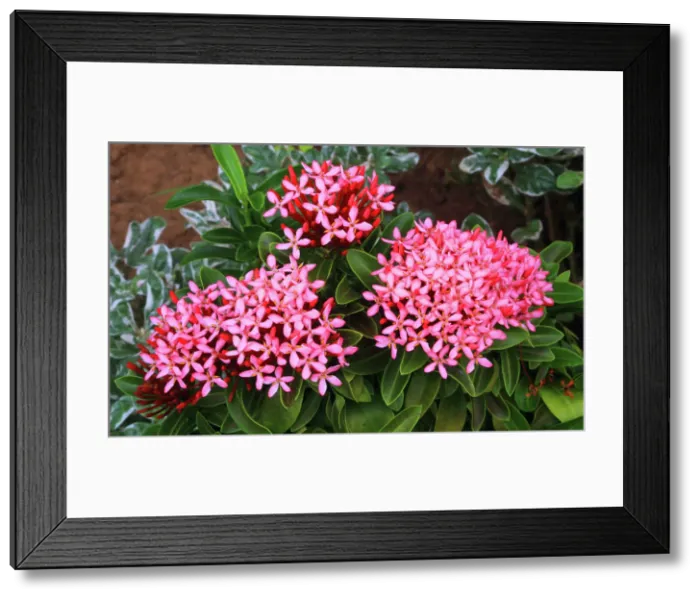 Framed Print : Tropical flower, Viti Levu, Fiji, South Pacific