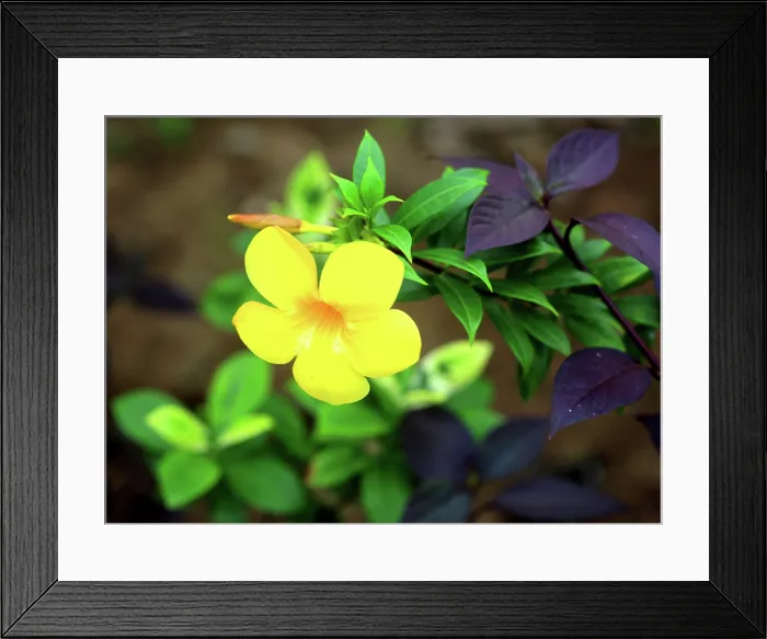 Framed Print : Tropical flower, Viti Levu, Fiji, South Pacific Framed Print : Tropical flower, Viti Levu, Fiji, South Pacific